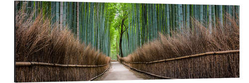 Quadro em alumínio Bamboo Forest Panorama in Sagano Arashiyama in Kyoto, Japan