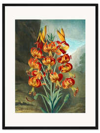 Gerahmter Kunstdruck Tigerlilien