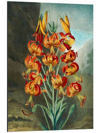 Magnettafel Tigerlilien