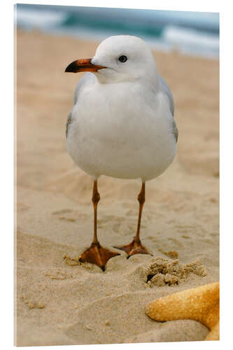 Acrylic print Seagull in the sand