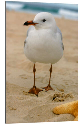 Alubild Möwe im Sand