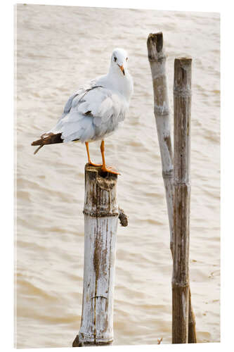 Acrylic print Seagull on pole