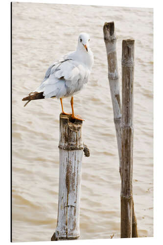 Tableau en aluminium Mouette sur un pieu 