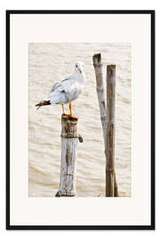 Gerahmter Kunstdruck Möwe auf Pfahl