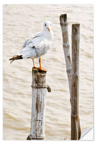 Selvklebende plakat Seagull on pole