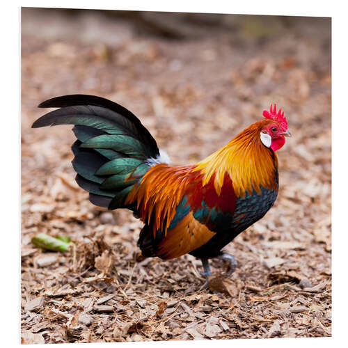 Foam board print splendid rooster