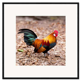 Gerahmter Kunstdruck prächtiger hahn