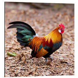 Magnettafel prächtiger hahn