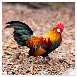 Sisustustarra splendid rooster