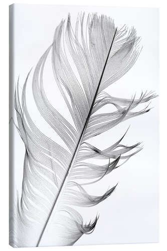 Canvas-taulu Delicate feather