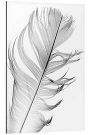 Magnettafel Zarte Feder