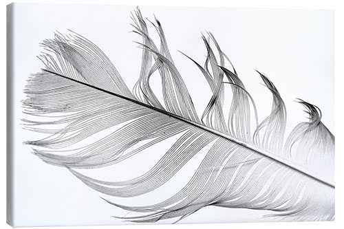 Canvas print Feather