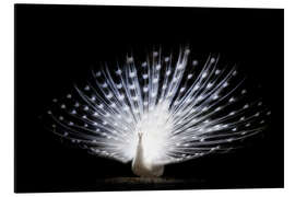 Magnettafel weißer Pfau Studio