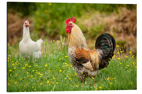 Print på aluminium Chickens in the meadow