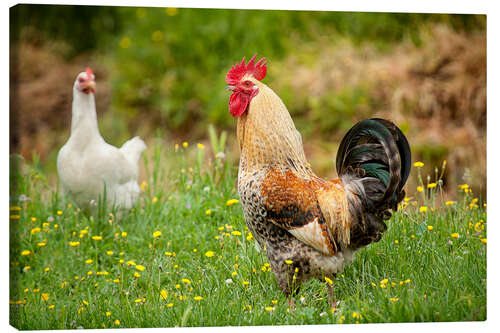 Canvas-taulu Chickens in the meadow