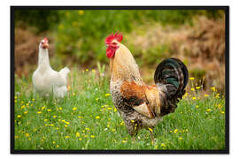 Gerahmter Kunstdruck Hühner auf der Wiese