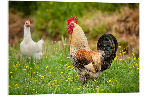 Tableau en plexi-alu Poule et coq dans la prairie