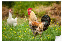 Selvklebende plakat Chickens in the meadow