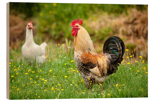 Wood print Chickens in the meadow