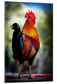 Quadro em acrílico  Tail feathers of a rooster