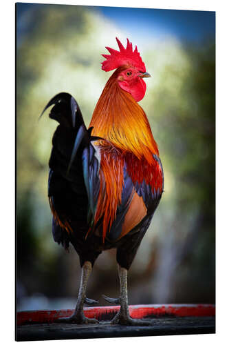 Tableau en aluminium Plumes de queue d'un coq