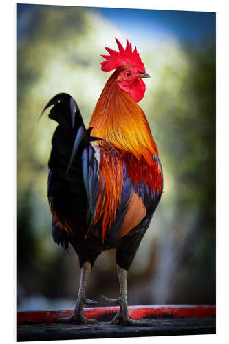 PVC-tavla Tail feathers of a rooster