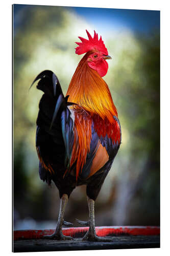 Galleriprint Tail feathers of a rooster