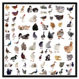 Gerahmter Kunstdruck Übersicht Hühnervögel