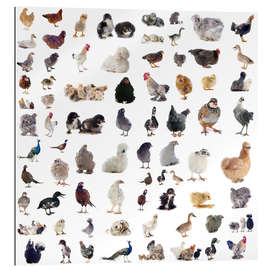 Gallery print Overview Chicken