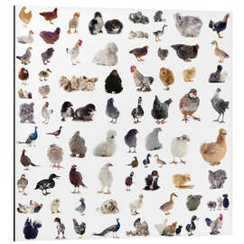 Magnettafel Übersicht Hühnervögel