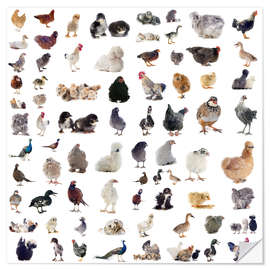 Selvklebende plakat Overview Chicken