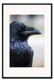 Gerahmter Kunstdruck Rabe schaut über die Schulter