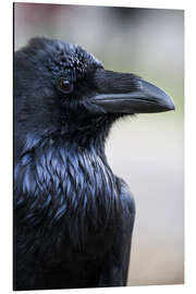 Magnettafel Rabe schaut über die Schulter