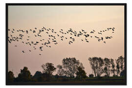 Gerahmter Kunstdruck Vogelschwarm im Abendlicht