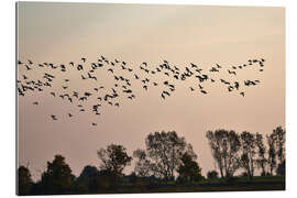 Galleritryck Flock in the evening light