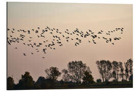 Magnettafel Vogelschwarm im Abendlicht