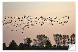 Muursticker Flock in the evening light