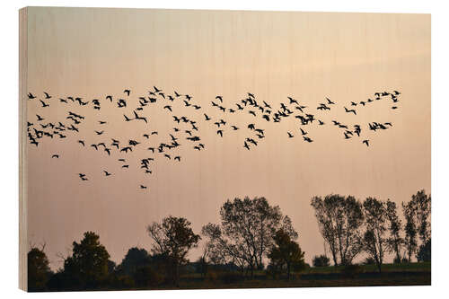 Trätavla Flock in the evening light