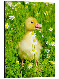 Aluminium print Duckling on flowery meadow