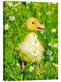 Canvas print Duckling on flowery meadow