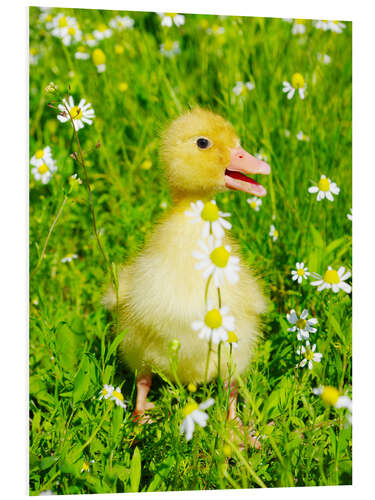 Stampa su PVC Duckling on flowery meadow