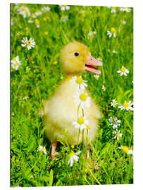 Gallery print Duckling on flowery meadow