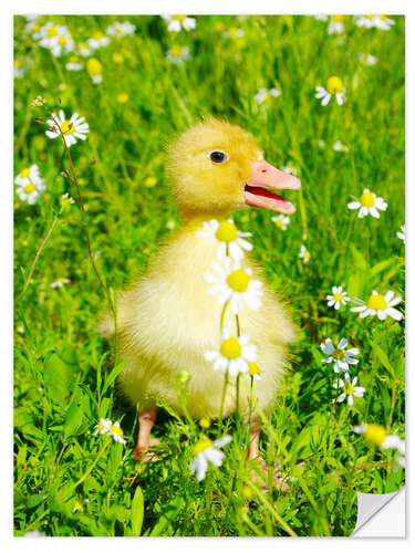 Selvklebende plakat Duckling on flowery meadow