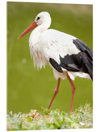 Acrylic print Stork on a hike