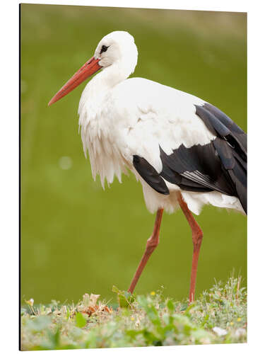 Cuadro de aluminio Stork on a hike
