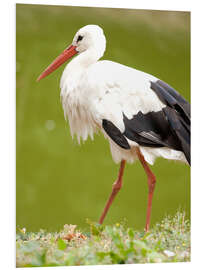 PVC print Stork on a hike