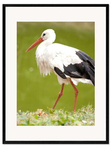 Framed art print Stork on a hike