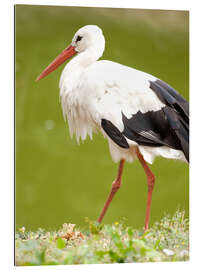 Gallery print Stork on a hike