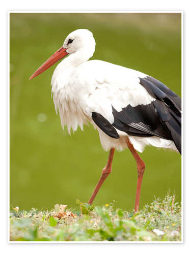 Poster Storch auf Wanderung