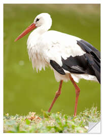 Wandsticker Storch auf Wanderung